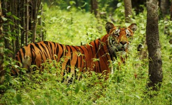 बर्दिया राष्ट्रिय निकुञ्जमा पाटेबाघको सङ्ख्या एक सय २५ पुग्यो