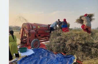 नवलपरासीका किसान तोरीखेतीतर्फ आकर्षित