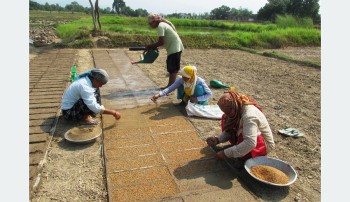 मेसिनद्वारा धान रोपाइँ गर्न ‘ट्रेमा’ बीउ उमार्दै झलारीका किसान