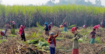 महोत्तरीका किसानले पाए उखुको भुक्तानी