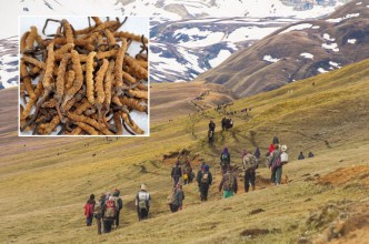 यार्सागुम्बा संकलन : एक करोड २५ लाख राजस्व संकलन