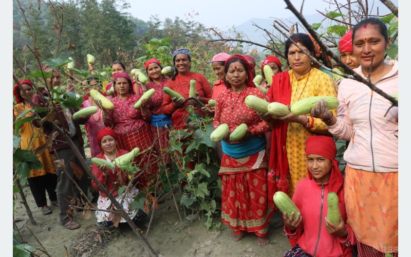 सामूहिक कृषिमा महिलाको आकर्षण बढ्दो