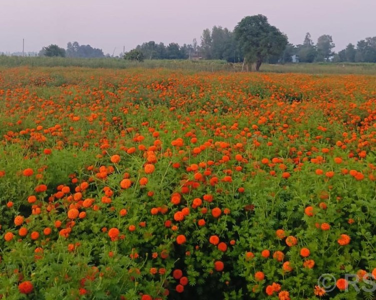 बाँकेमा व्यावसायिक फूलखेती फस्टाउँदै