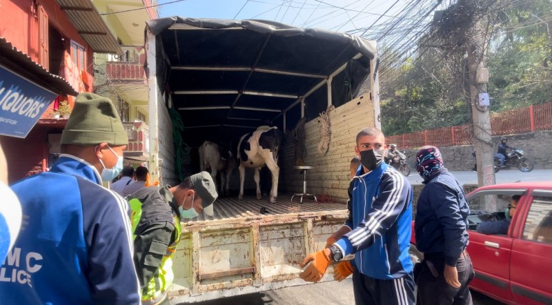 काठमाडौं महानगरको काञ्जी हाउस सञ्चालनमा, पहिलो दिन ५ बाच्छाबाच्छी राखिए