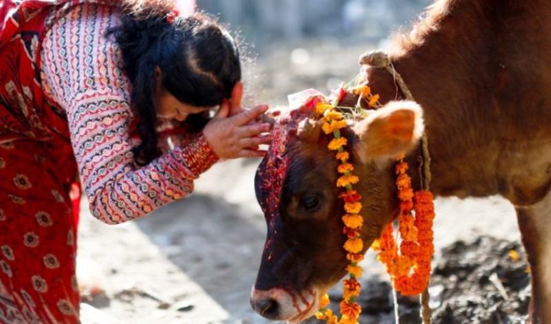 तिहारको तेस्रो दिन आज गाईको पूजाआजा गरी मनाइँदै