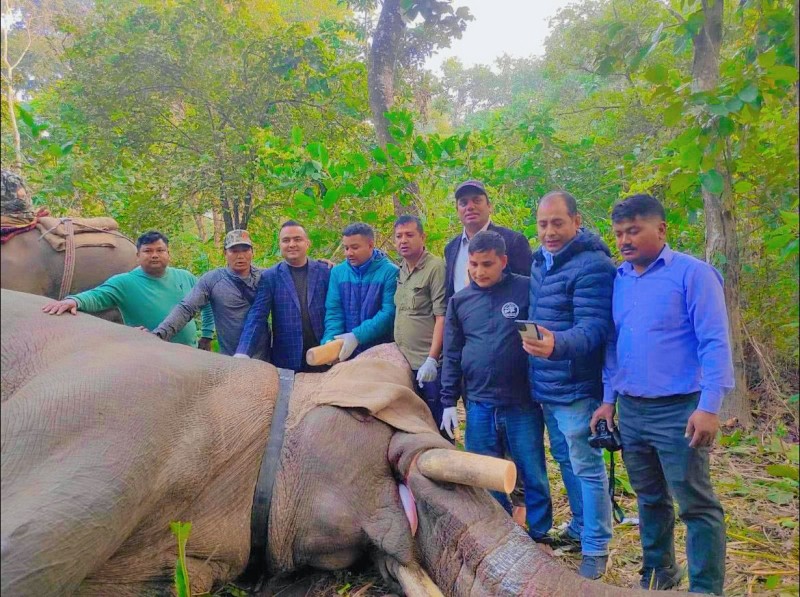 ध्रुवे हात्तीलाई ‘रेडियोकलर’ जडान