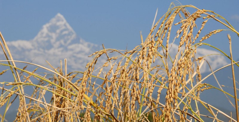 पोखरेली जेठो बुढो धानको उन्नत बीउ पर्वतमा उत्पादन गरिँदै