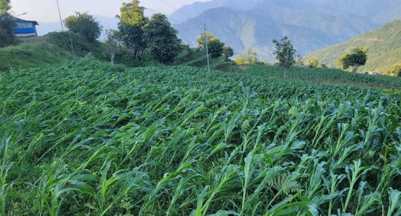 हुरीले मकै बालीमा क्षति