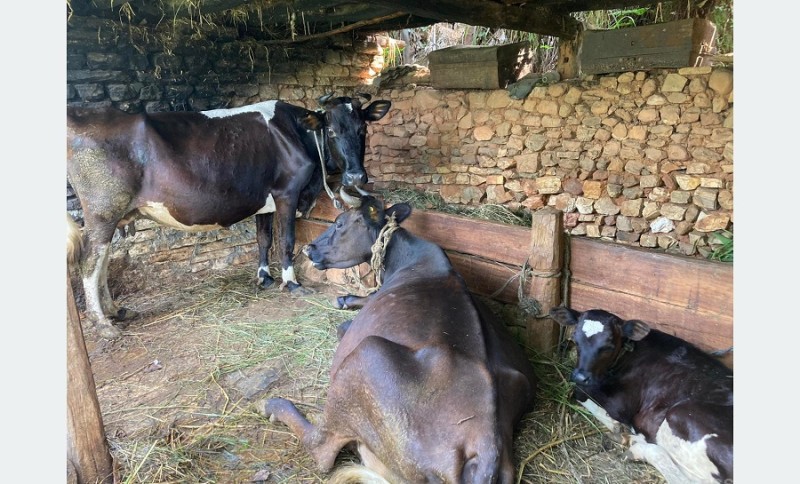 दूधमात्र होइन घाँस पनि बेचेर प्रशस्त आर्जन गर्छन् बागलुङका किसान