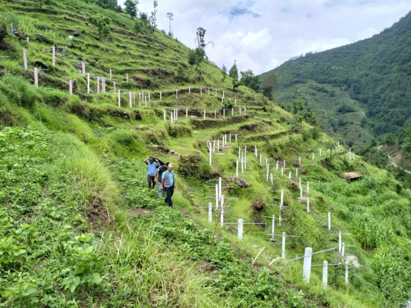 चक्लाबन्दीपछि बाँझो जग्गा हराभरा