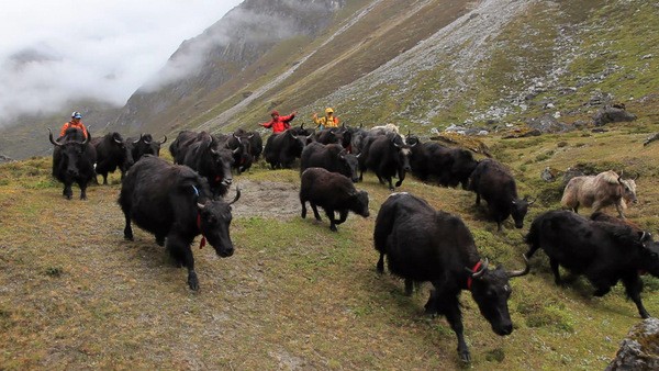 चौँरीपालन व्यवसायमा किसानको आकर्षण घट्दो