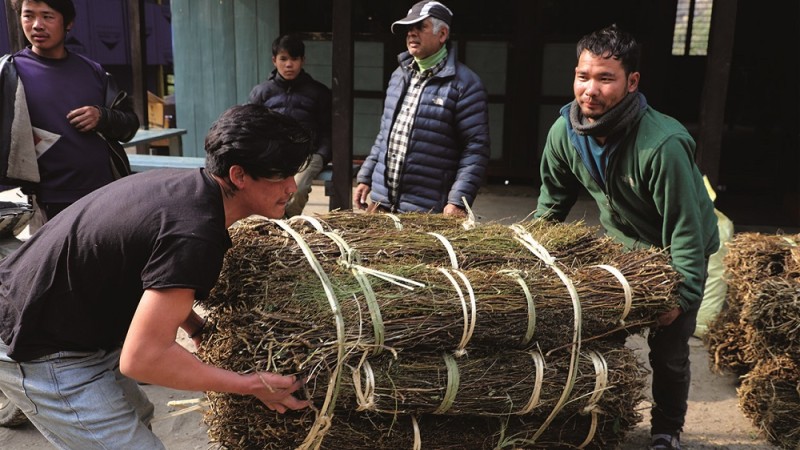 चिराइतोले मूल्य पाउँदा किसान उत्साहित