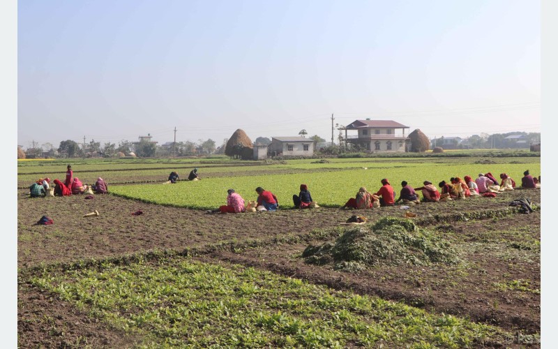 पश्चिम चितवन गाजर खेतीको ‘हब’