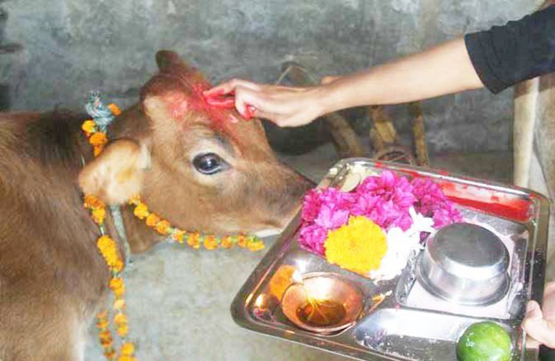 यमपञ्चक अर्थात् तिहार अन्तर्गत आज गाई, गोरु र गोबर्द्धन पूजा