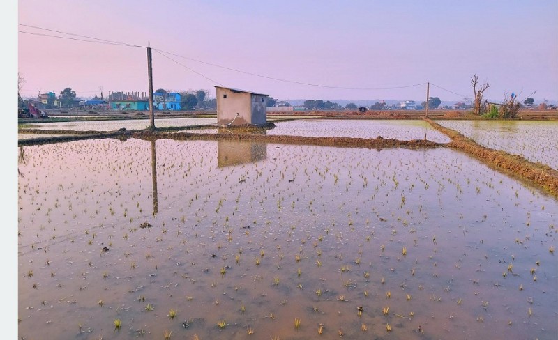 अनुदानले खेती क्षेत्र र उत्पादन बर्सेनि बढ्दै