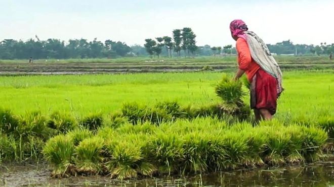 बागमती प्रदेशमा ९३ प्रतिशत धान रोपाइँ 