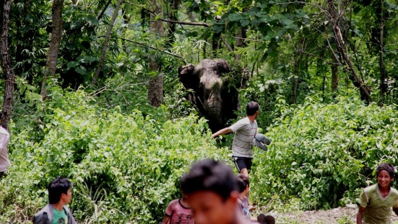 जङ्गली हात्तीको आक्रमणबाट दुई घाइते