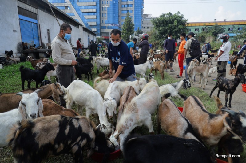 दसैँका लागि १८०० खसीबोका र च्याङ्ग्रा ल्याइँदै, सहुलियत मूल्यमा बिक्री हुने