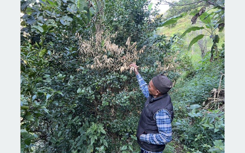 ढुसीको प्रकोपले कागतीका बोट मर्न थाले, किसान चिन्तित