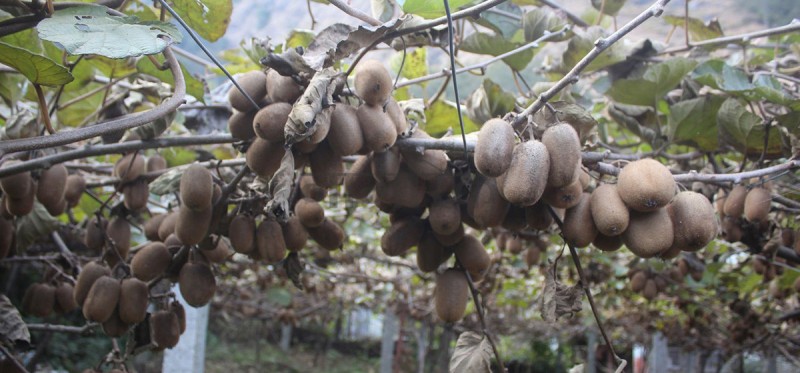 म्याग्दीमा फलेको किबीले बजार पाएन