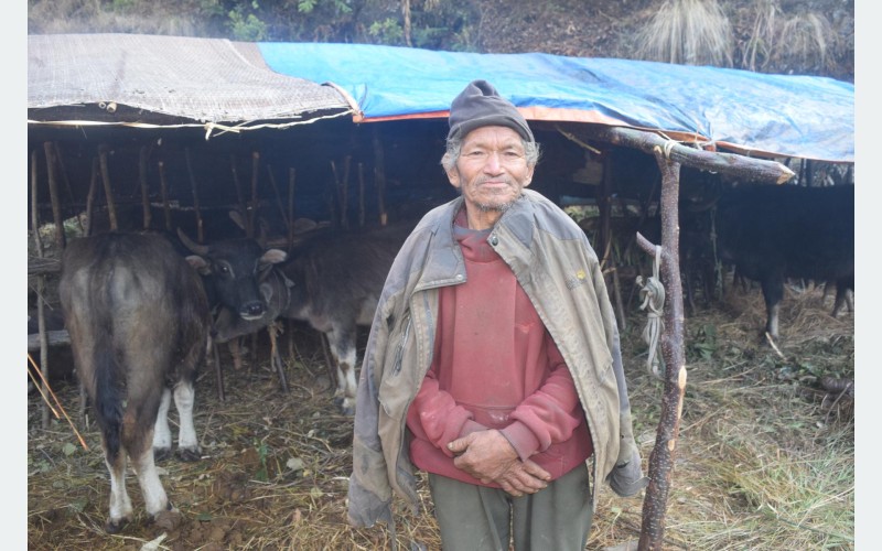 ‘देश-विदेश पनि घुमेँ, भनेजस्तो नभएपछि गाउँ फर्किएर गोठाला बनेको हुँ’