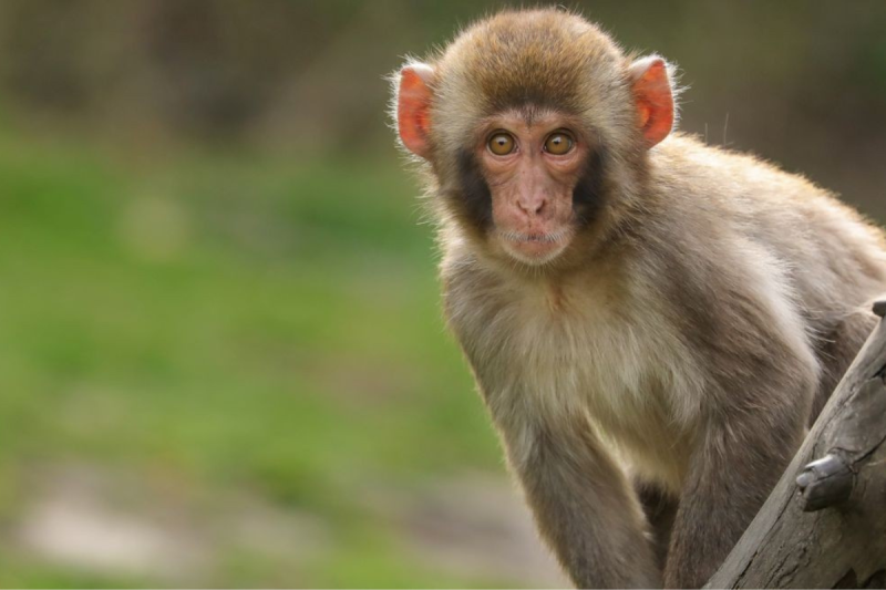 सांसदसँग गाउँलेका साझा माग : बाँदर नियन्त्रण र सडक कालोपत्र