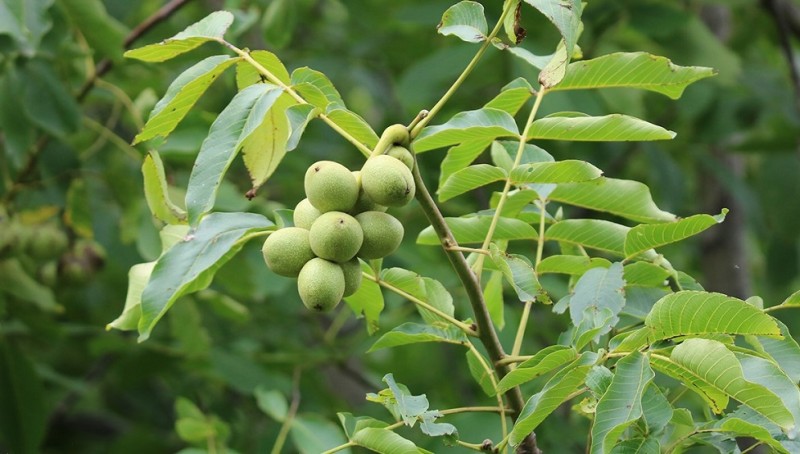 हाडे ओखरको बिरुवा दाँते भएपछि…...