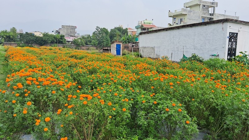 तिहार नजिकिँदै, ढकमक्क फुल्न थाले सयपत्री र मखमली