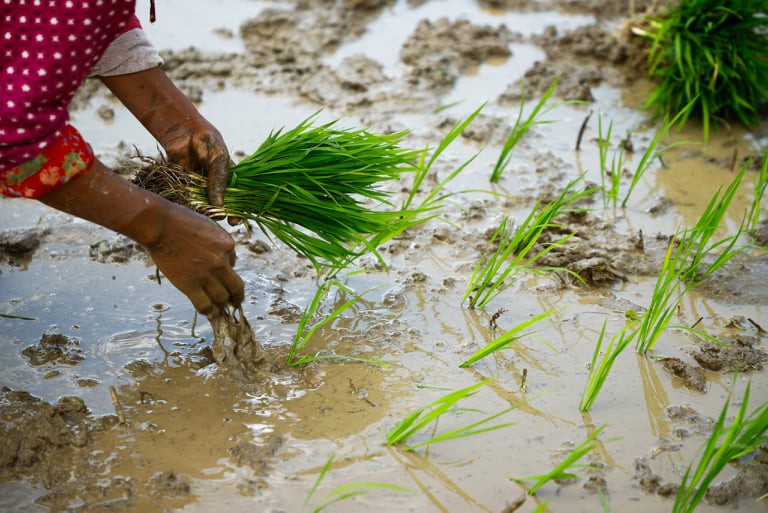 आज धान दिवस, रोपाइँसँगै दही चिउरा खाएर मनाइँदै