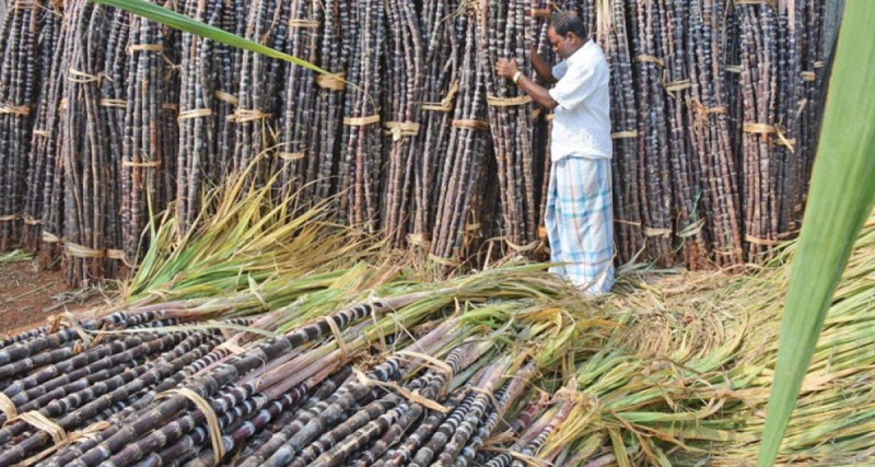 अनुदान नपाएपछि कैलालीमा उखु खेती घट्दै