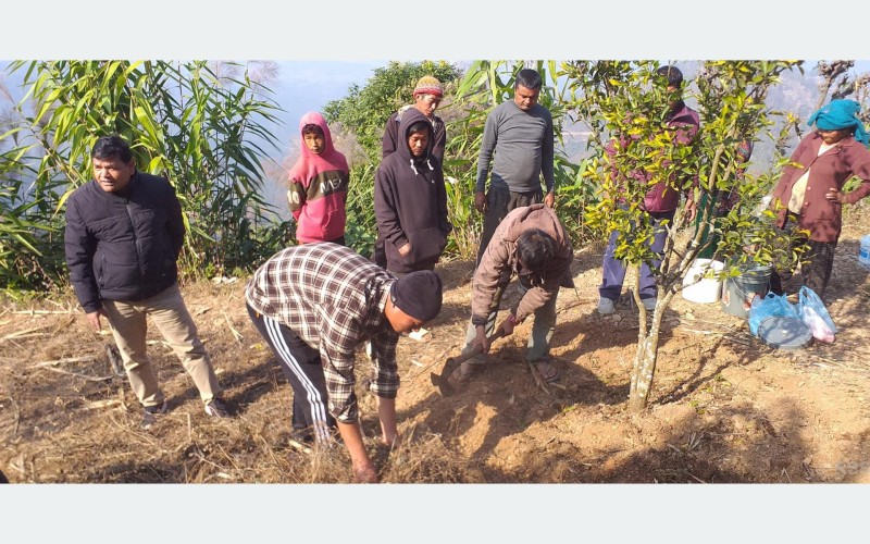 किसान सुन्तला बगैँचा व्यवस्थापनमा व्यस्त