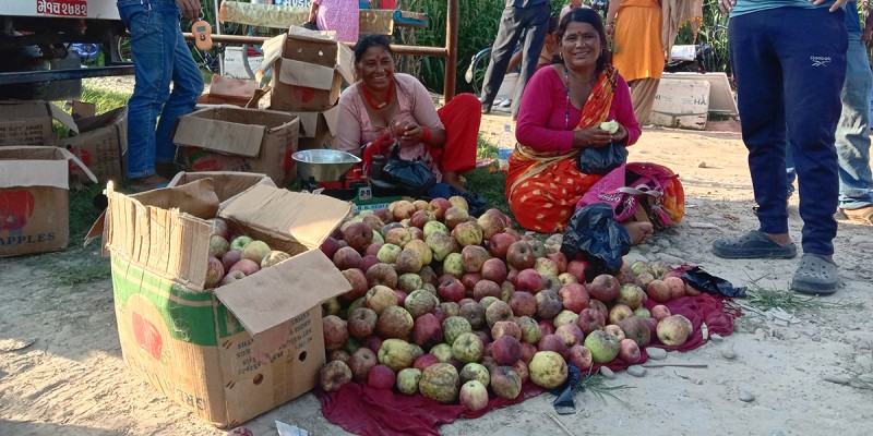 जुम्लामा स्याउ बेचेर भित्रियो ६१ करोड रुपैयाँ