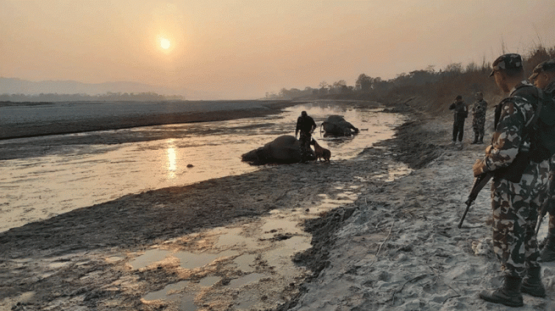 डिभिजन वन कार्यालयमा ११४ थान मुद्दा दर्ता