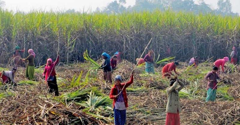 चिनी मिल सञ्चालन हुने भएपछि किसान उखुखेतीतर्फ आकर्षित