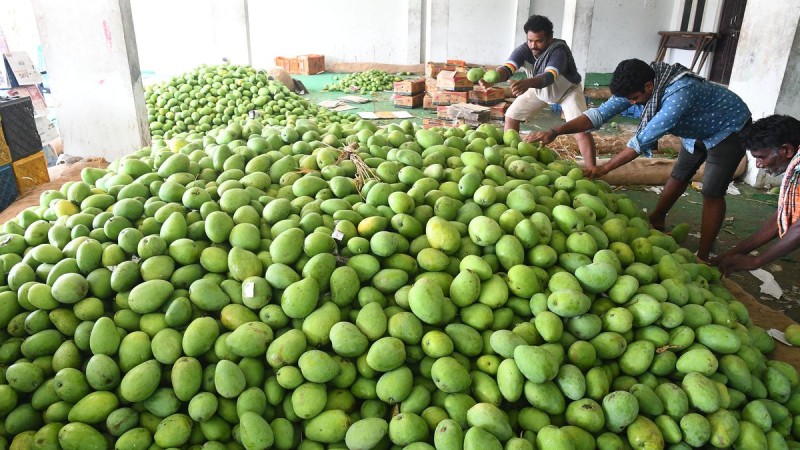 धनुषामा आँपको उत्पादन २३ हजार एक सय मेट्रिकटन