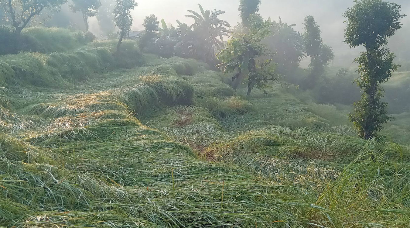 असिना पानीले तीनसय ५५ रोपनीमा लगाएको धान र कोदो नष्ट