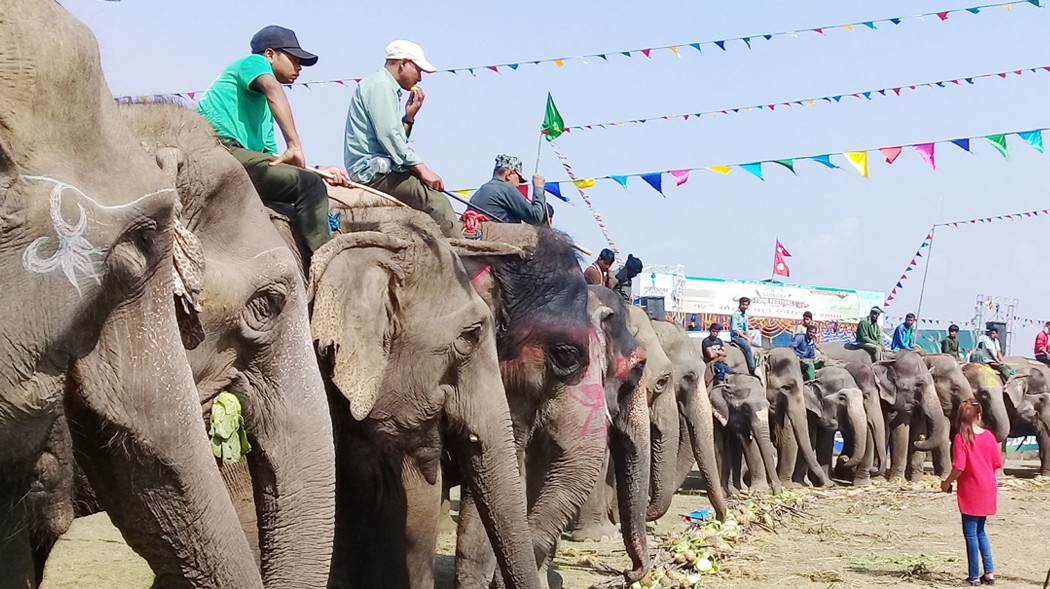 चार वर्षपछि सौराहामा हात्ती महोत्सवको तयारी