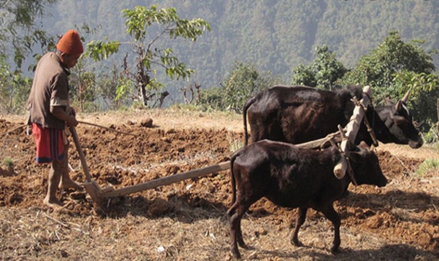 किसानलाई हल गोरु वितरण