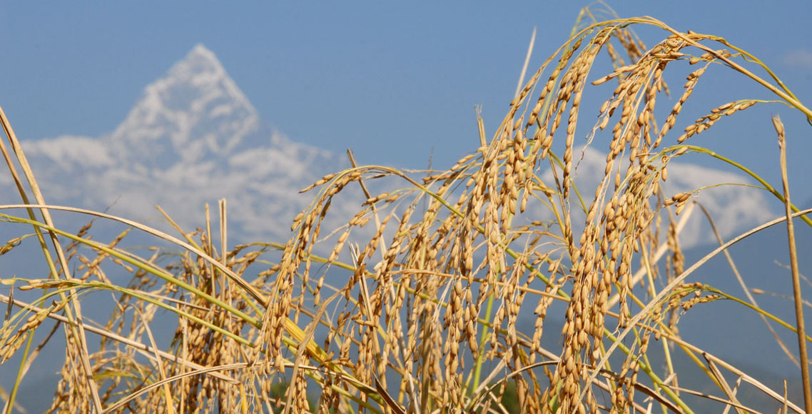 पोखरेली जेठो बुढो धानको उन्नत बीउ पर्वतमा उत्पादन गरिँदै