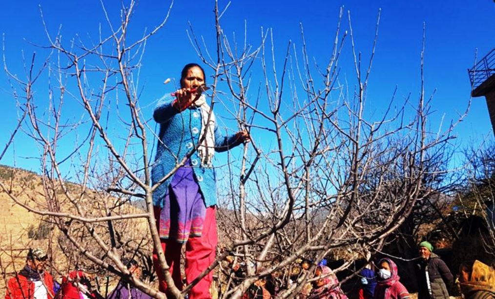 किसानलाई स्याउ बगैँचा काँटछाँटको चटारो