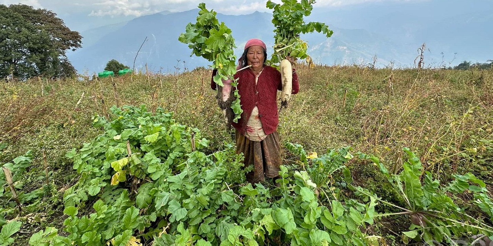 टोड्केमा मुला बिक्री हुन छाडेपछि लगाउनेको कमी