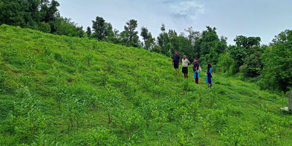 झाडी फाँडेर चिया रोप्दै काठेखोला गाउँपालिका