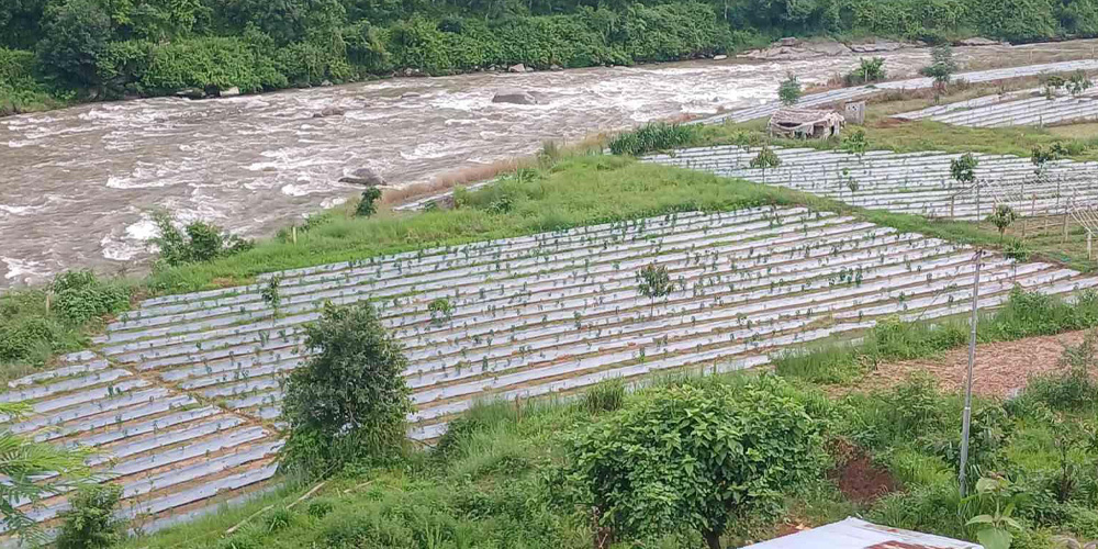 कर्ममा रमाउँदै प्रसाईं