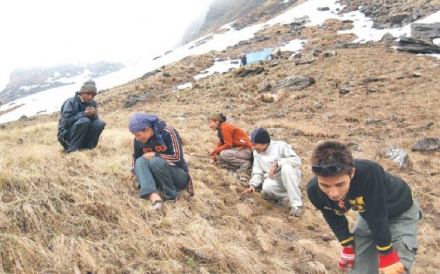 मनाङको नाम्के खर्कबाट यार्सागुम्बा सङ्कलन सुरु