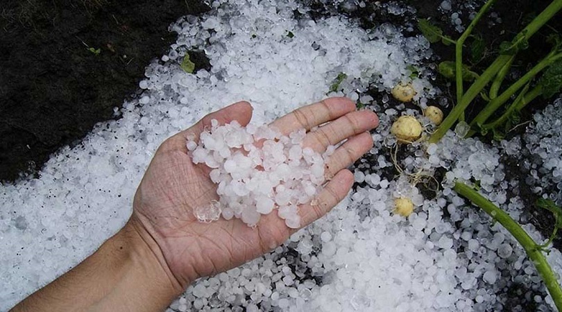 असिनाले सुन्तलामा क्षति पुर्‍याएपछि किसान चिन्तित