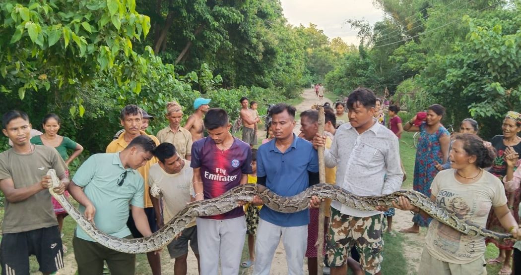 छ महिनामा चार अजिंगरको उद्धार