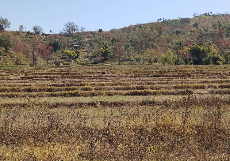 जुम्लामा हिउँदे वर्षा नहुँदा किसान समस्यामा