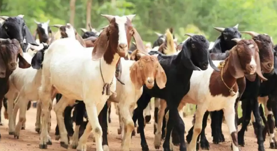 अनुदान पाएसँगै व्यावसायिक बाख्रापालनमा चेपाङ समुदाय