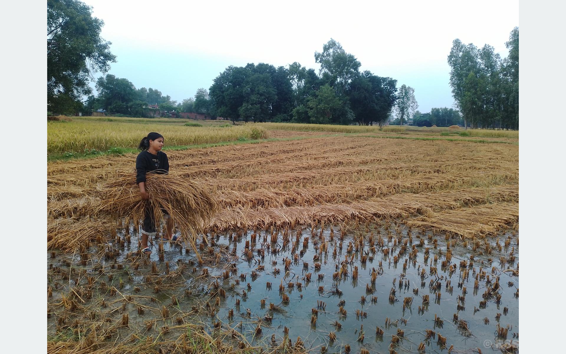 बेमौसमी वर्षाले धान बालीमा क्षतिहुँदा किसान समस्यामा