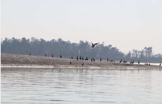 नारायणी नदी क्षेत्रमा ४१ प्रजातिका जलपक्षी भेटिए